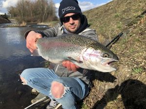 Rainbow Trout