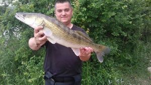 Zander