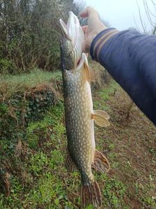 Northern Pike