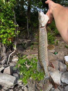 Northern Pike