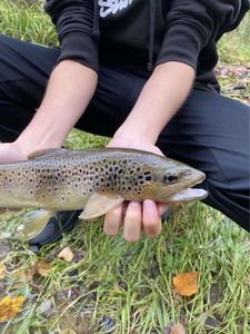Brown Trout