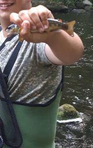 Brown Trout