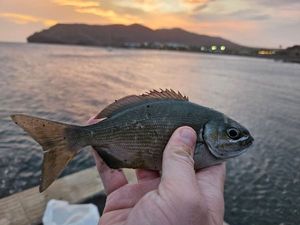 Kyphosus Sectarix