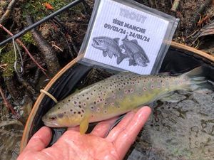 Brown Trout