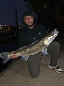 Zander