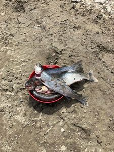 Rainbow Trout