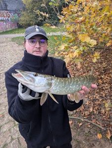 Northern Pike