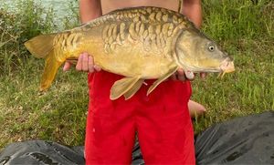 Mirror Carp