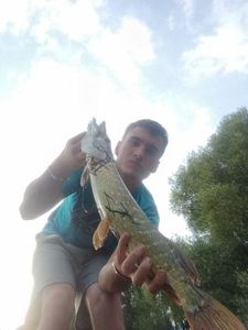Northern Pike