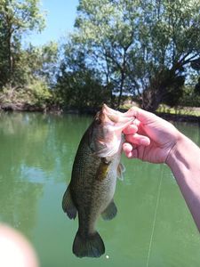 Largemouth Bass