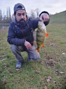 European Perch