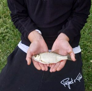 Roach