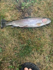 Rainbow Trout