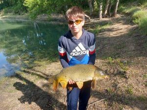 Common Carp