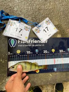 European Perch