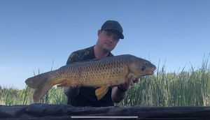 Common Carp