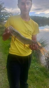Northern Pike