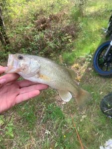 Smallmouth Bass