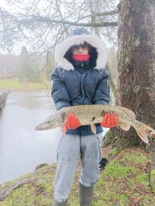Northern Pike