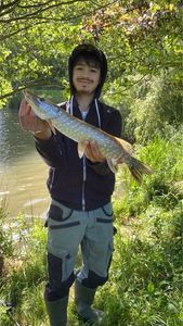 Northern Pike