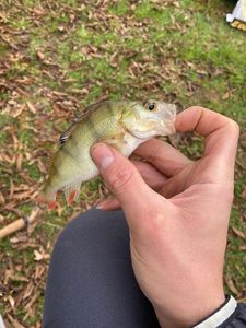 European Perch