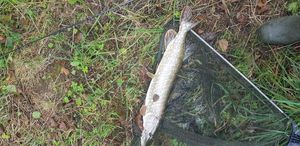 Northern Pike