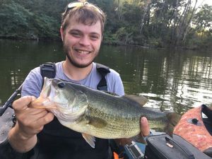 Largemouth Bass