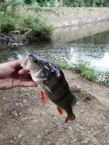 European Perch