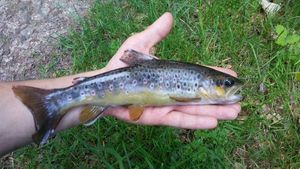 Brown Trout