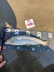 Brown Trout