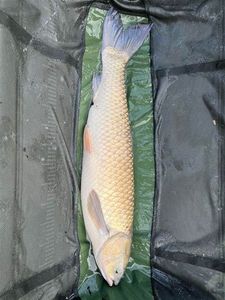 Grass Carp