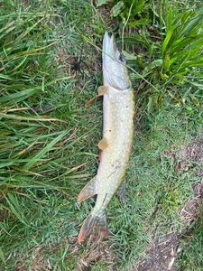 Northern Pike