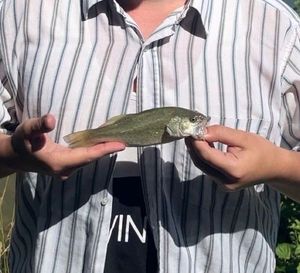 Largemouth Bass