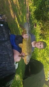 Common Carp