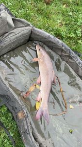 Barbel