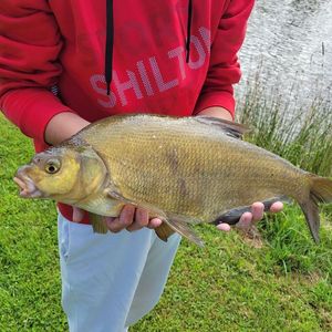 Common Bream