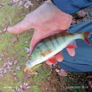 European Perch