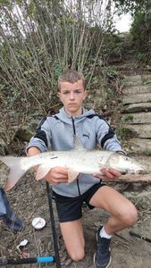 Barbel