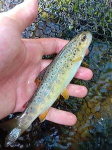 Brown Trout