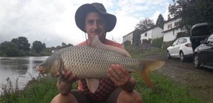 Common Carp