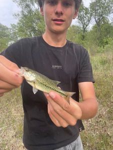 Largemouth Bass