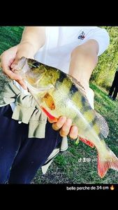 European Perch