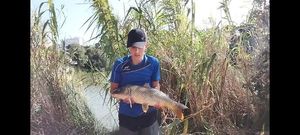 Common Carp