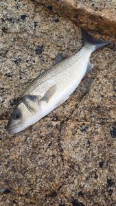 European Bass (Seabass)