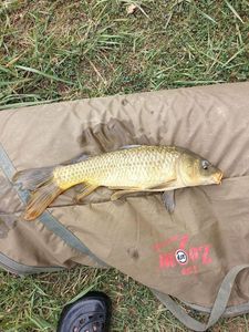 Common Carp