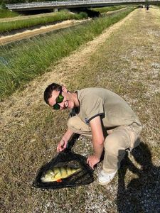 European Perch