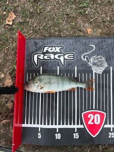 European Perch