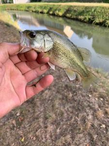 Largemouth Bass