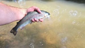 Rainbow Trout