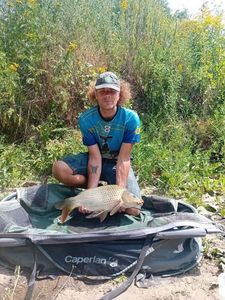Common Carp